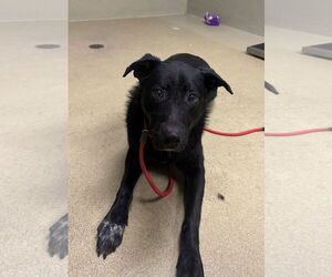 Border Collie Dogs for adoption in Petaluma, CA, USA