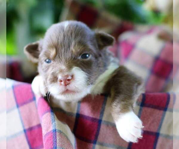 Medium Photo #5 Australian Shepherd Puppy For Sale in DANVILLE, PA, USA