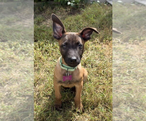 Medium Photo #3 Mutt Puppy For Sale in Imlay City, MI, USA