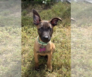 Disney Dogs - Dante - Located in FL - Male Mutt Dog for Adoption - Photo #3
