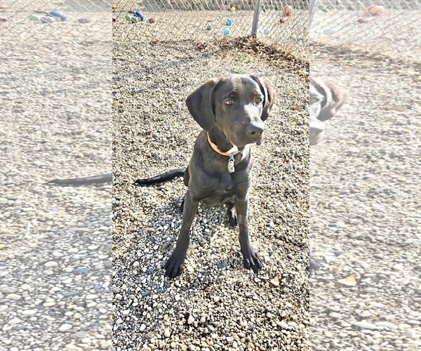 Medium Photo #1 Labrador Retriever-Unknown Mix Puppy For Sale in Estherville, IA, USA