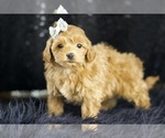 Small Photo #108 Maltipoo Puppy For Sale in WARSAW, IN, USA