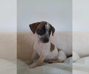 Jack Russell Terrier Puppy for sale in Ware, Hertfordshire (England), United Kingdom