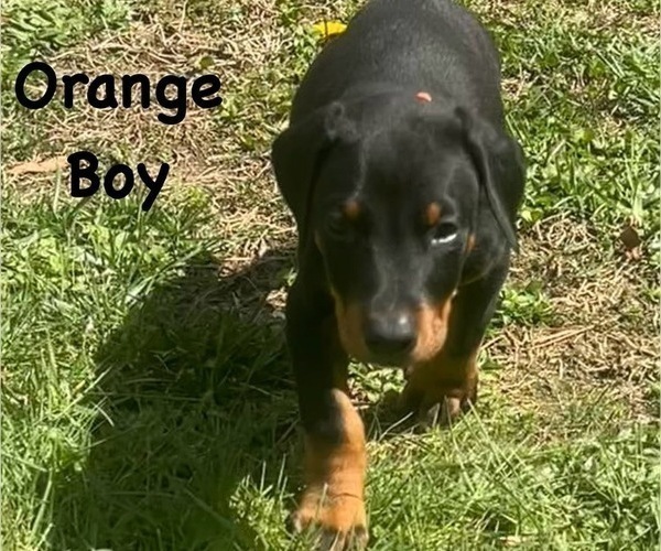 Medium Photo #18 Doberman Pinscher Puppy For Sale in NEW KENT, VA, USA