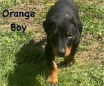 Small #17 Doberman Pinscher