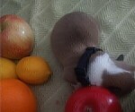 Small Photo #10 Pembroke Welsh Corgi Puppy For Sale in AURORA, CO, USA