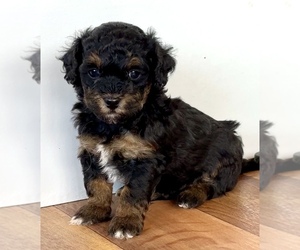 Poodle (Miniature)-Zuchon Mix Puppy for sale in ALGOMA, WI, USA