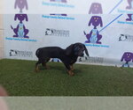 PRECIOUS - Female Chihuahua-Unknown Mix Dog for Adoption - Small photo