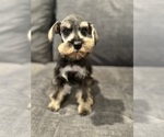 Puppy Bigger Girl Schnauzer (Miniature)