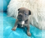 Small #4 French Bulldog