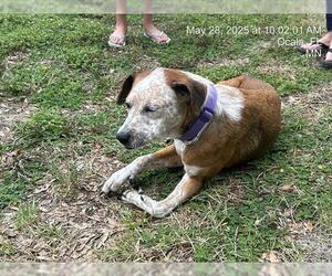 Mutt Dogs for adoption in Ocala, FL, USA