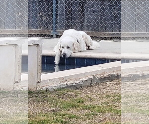 Medium Photo #5 Great Pyrenees Puppy For Sale in Spring, TX, USA