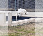 Small #4 Great Pyrenees