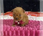 Small #32 Poodle (Toy)