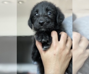 Labradoodle Puppy for sale in N HIGHLANDS, CA, USA