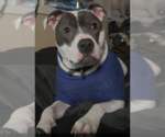 Small American Pit Bull Terrier