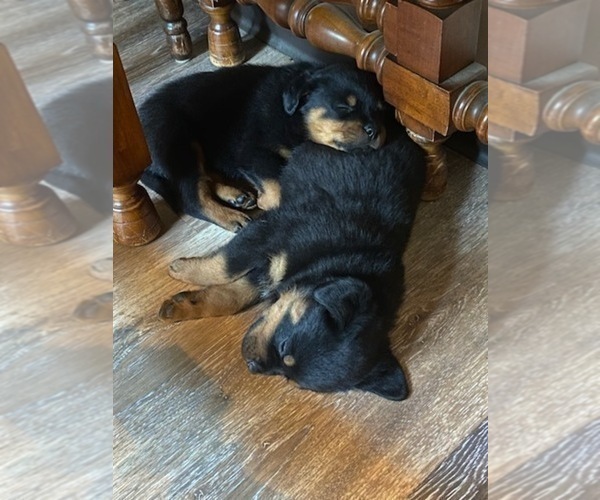 Medium Photo #3 Rottweiler Puppy For Sale in EAST CANTON, OH, USA