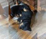 Small Photo #3 Rottweiler Puppy For Sale in EAST CANTON, OH, USA