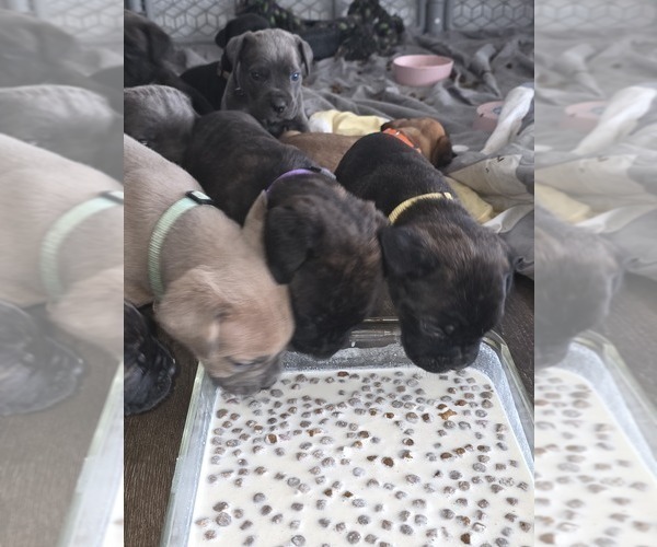 Medium Photo #11 Cane Corso Puppy For Sale in BLANCA, CO, USA