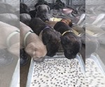 Small #10 Cane Corso