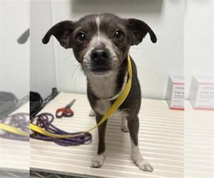 Chihuahua-Unknown Mix Dogs for adoption in Bakersfield, CA, USA
