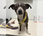 Small Chihuahua Mix