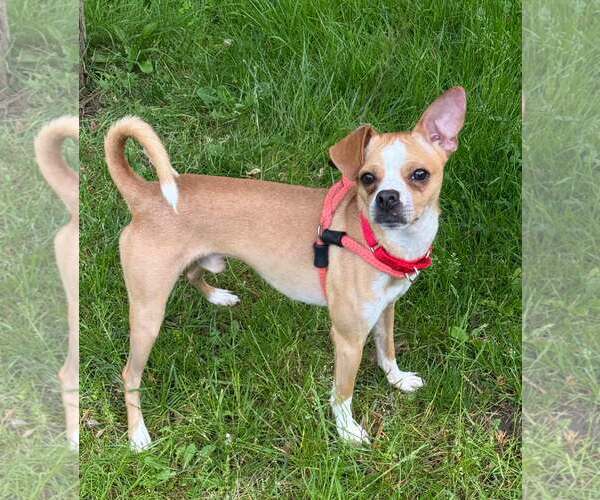Medium Photo #6 Chihuahua Puppy For Sale in Cranford, NJ, USA