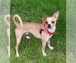 Small #5 Chihuahua