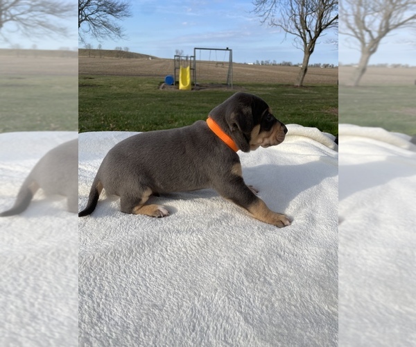 Medium Photo #1 Catahoula Leopard Dog Puppy For Sale in GERMANTOWN, IL, USA