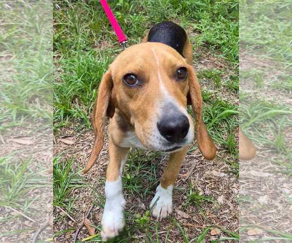Medium Photo #8 Beagle Puppy For Sale in Dunnellon, FL, USA