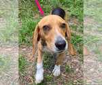 Small #7 Beagle