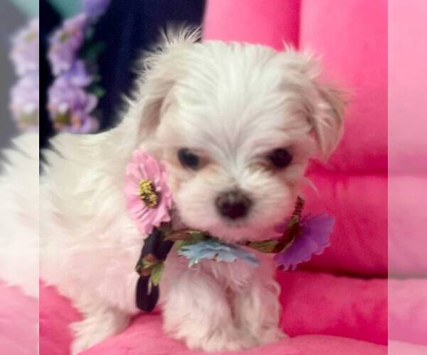 Medium Photo #2 Maltese Puppy For Sale in CLERMONT, FL, USA