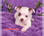 Small Photo #14 Chihuahua Puppy For Sale in ANDALUSIA, AL, USA