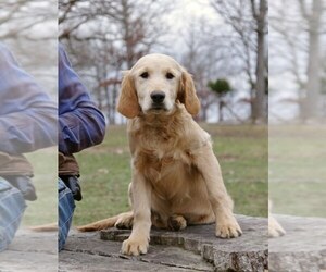 Medium Golden Irish