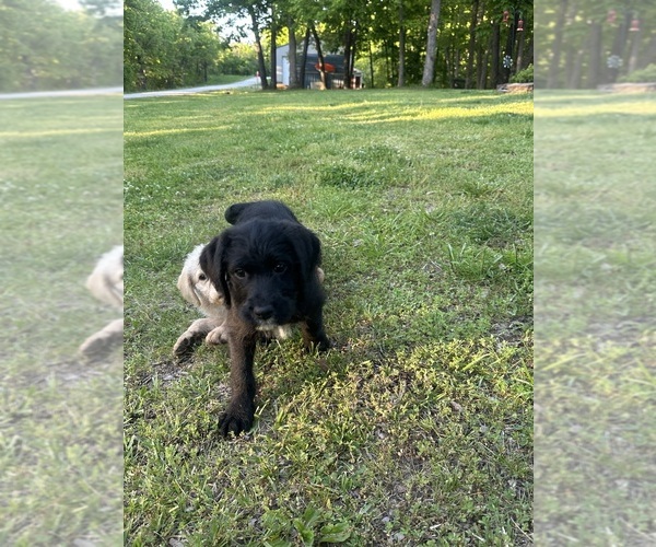 Medium Photo #24 Labradoodle Puppy For Sale in KIRKSVILLE, MO, USA