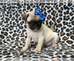 Small Photo #6 Pug Puppy For Sale in LAKELAND, FL, USA