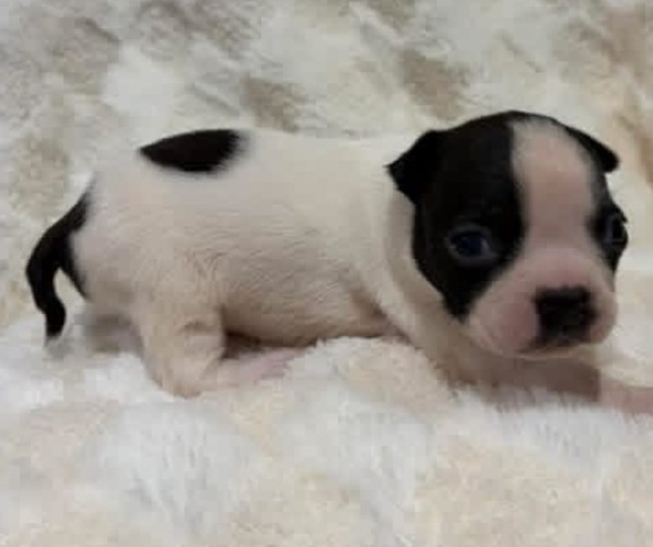 Medium Photo #1 Boston Terrier Puppy For Sale in HICKORY, NC, USA