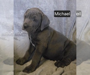 Cane Corso Puppy for sale in MINERAL WELLS, WV, USA