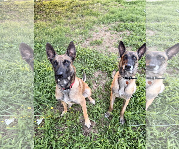 Medium Photo #2 Mutt Puppy For Sale in Stevens Point, WI, USA