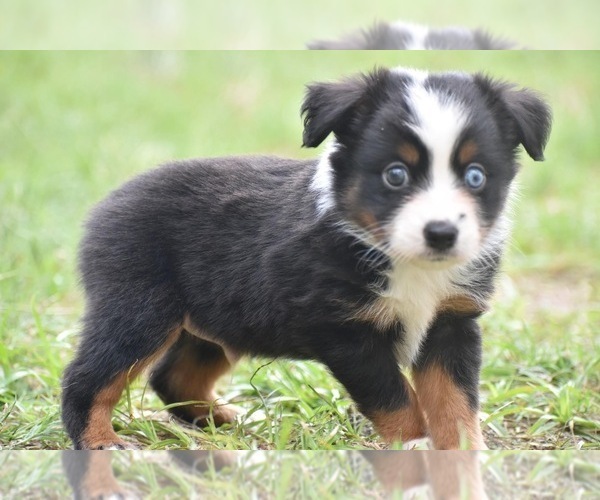 Medium Photo #6 Miniature Australian Shepherd Puppy For Sale in PALM COAST, FL, USA