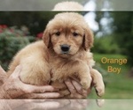 Small #1 Golden Retriever