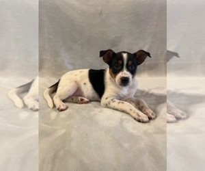 Australian Shepherd-Miniature Pinscher Mix Puppy for sale in HILLSBORO, WI, USA