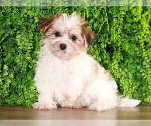 Havanese Puppy for sale in MOUNT VERNON, OH, USA