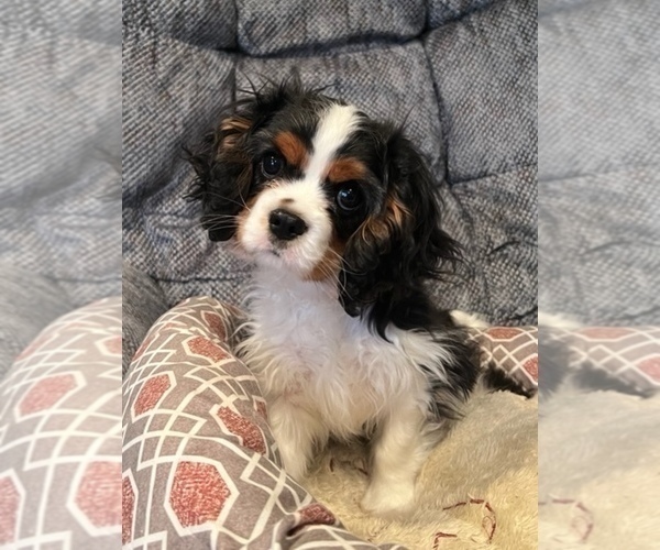 Medium Photo #1 Cavalier King Charles Spaniel Puppy For Sale in MILTON, PA, USA