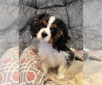 Small Photo #1 Cavalier King Charles Spaniel Puppy For Sale in MILTON, PA, USA