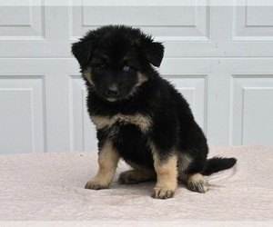 German Shepherd Dog-Siberian Husky Mix Puppy for sale in HOLMESVILLE, OH, USA