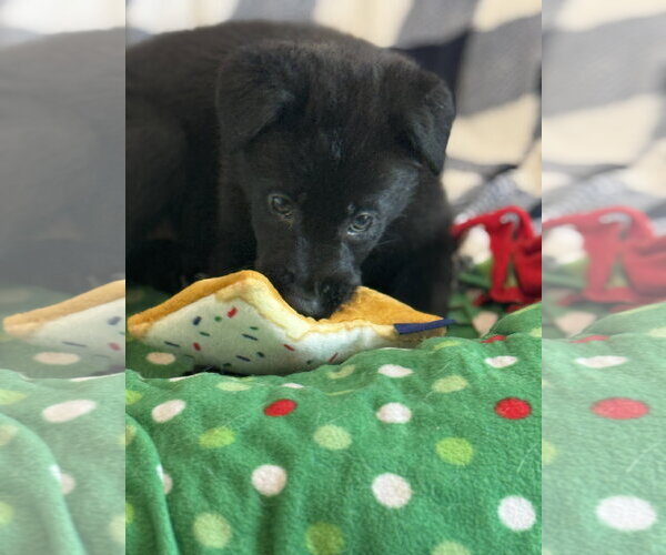 Medium Photo #2 Labrador Retriever-Unknown Mix Puppy For Sale in San Diego, CA, USA