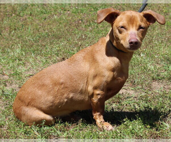 Medium Photo #3 Dachshund-Unknown Mix Puppy For Sale in Prattville, AL, USA