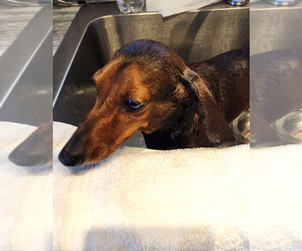 Medium Photo #10 Dachshund Puppy For Sale in Shelbyville, TN, USA