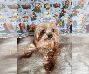 Mutt Dogs for adoption in Bon Carbo, CO, USA